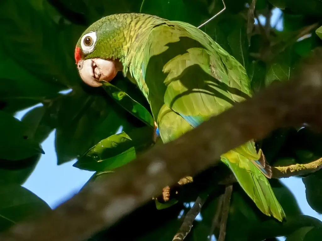 Puerto Rican Amazon 15