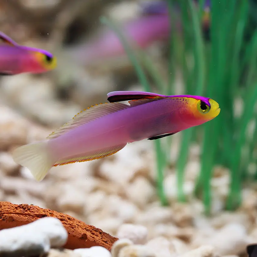 Purple Firefish 11