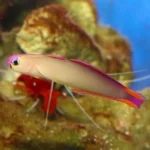Purple Firefish 14