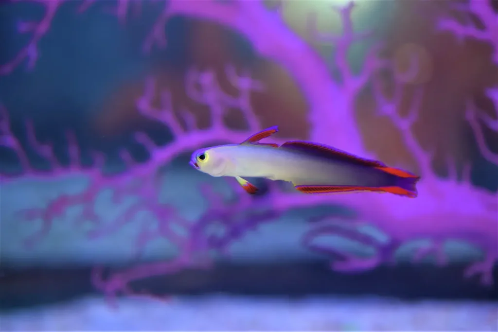 Purple Firefish 3