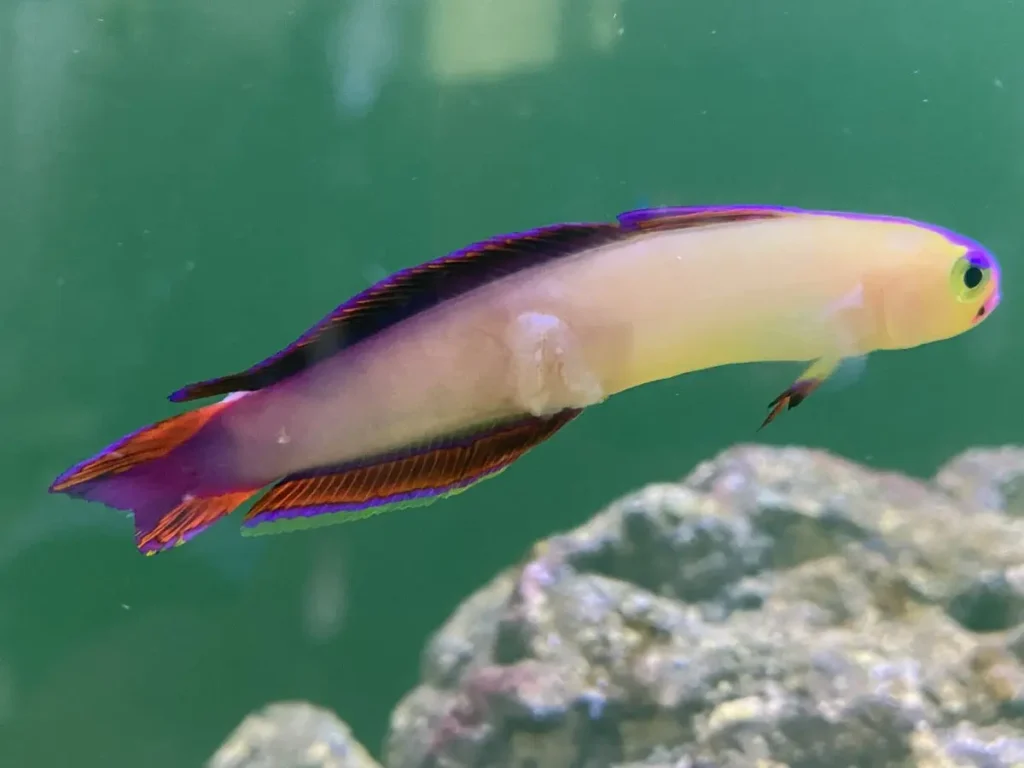 Purple Firefish 4