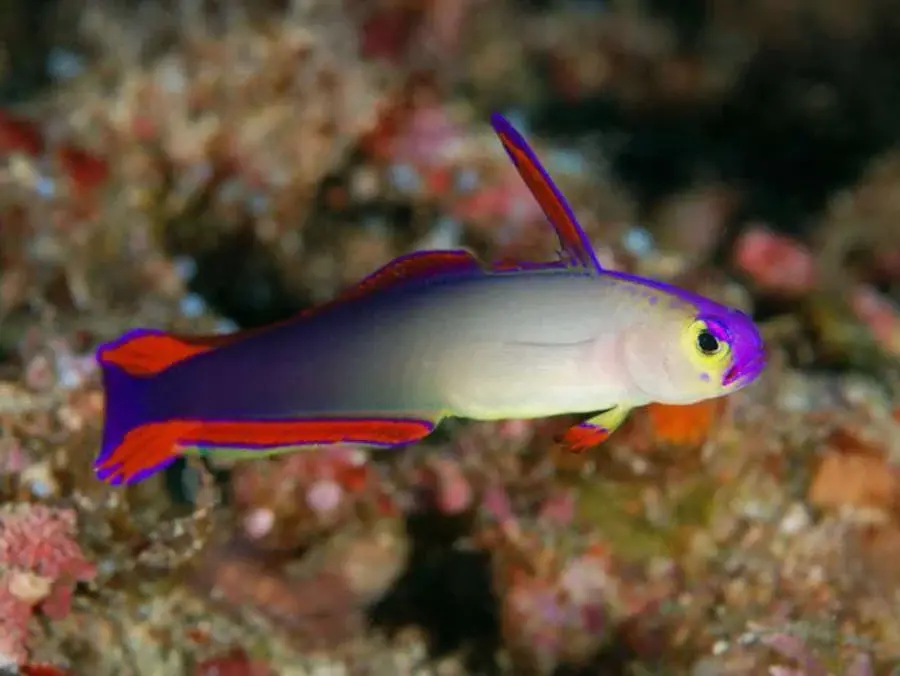 Purple Firefish 5
