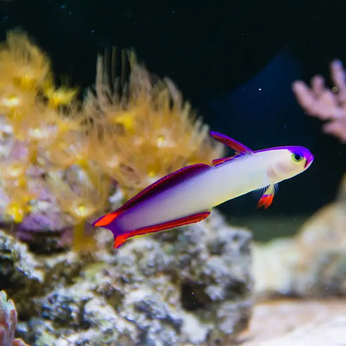 Purple Firefish 6