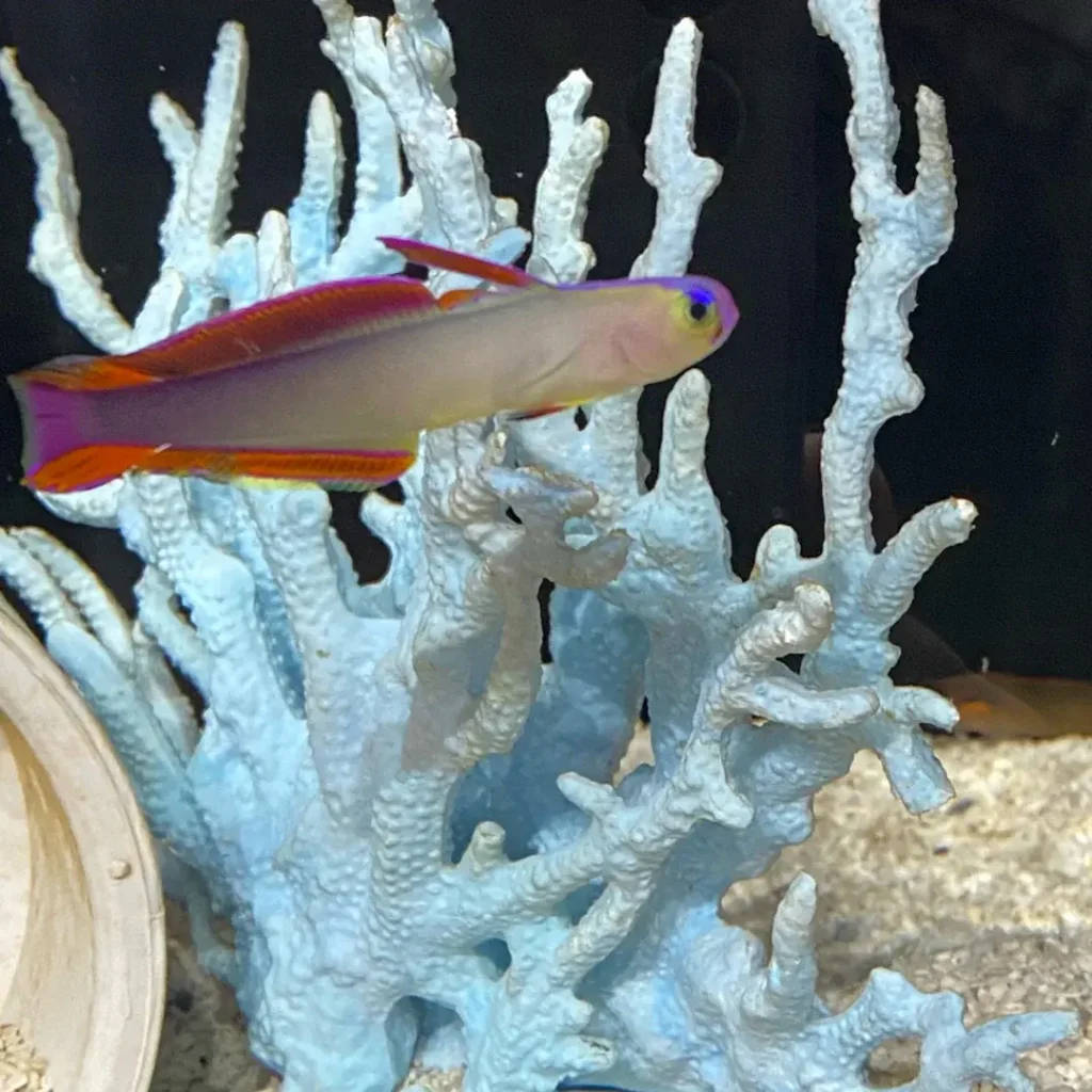 Purple Firefish 8