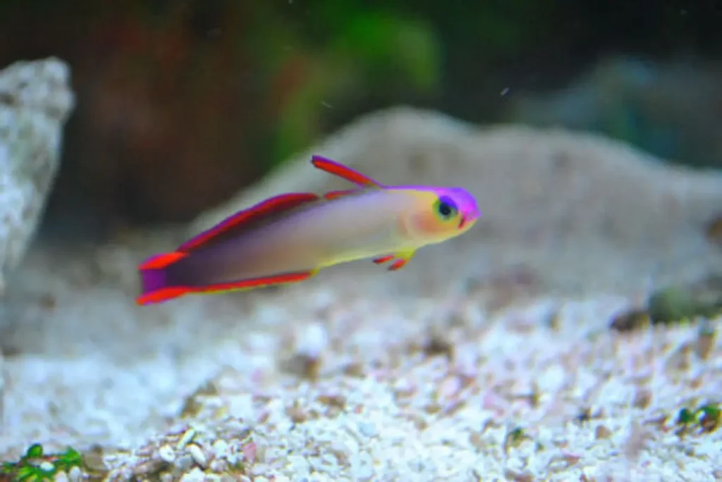 Purple Firefish 9