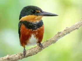 Pygmy Kingfisher 4
