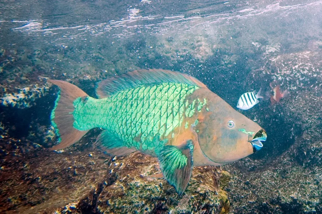Rainbow Parrotfish 1