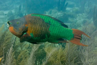 Rainbow Parrotfish 2
