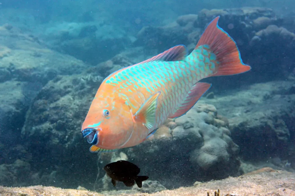Rainbow Parrotfish 3