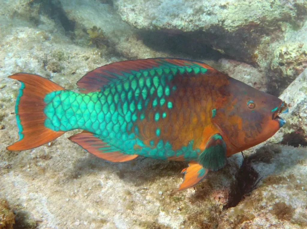 Rainbow Parrotfish 5