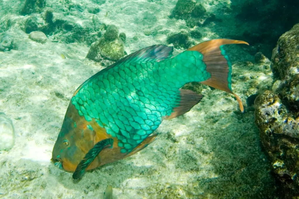 Rainbow Parrotfish 6