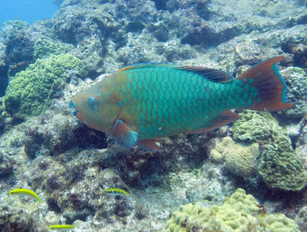 Rainbow Parrotfish 7