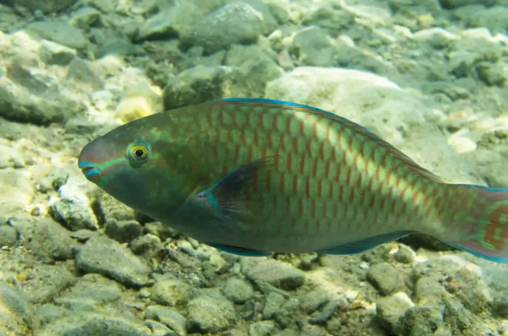 Rainbow Parrotfish 8