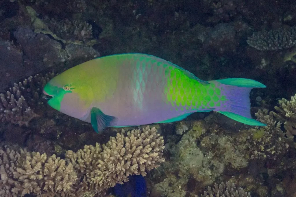 Regal Parrotfish 1
