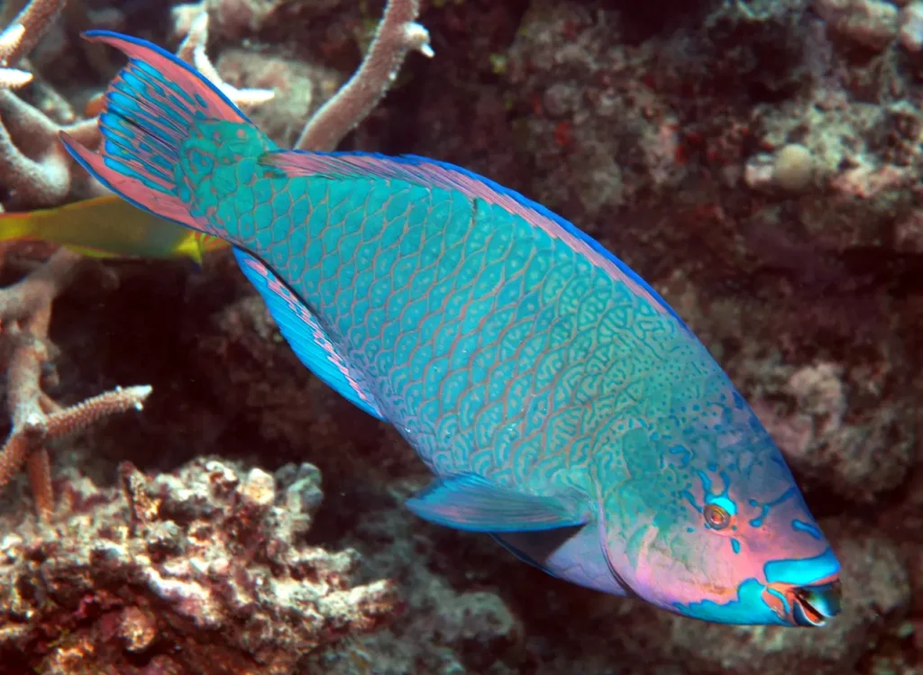 Regal Parrotfish 10