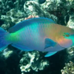 Regal Parrotfish 11