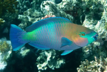 Regal Parrotfish 11