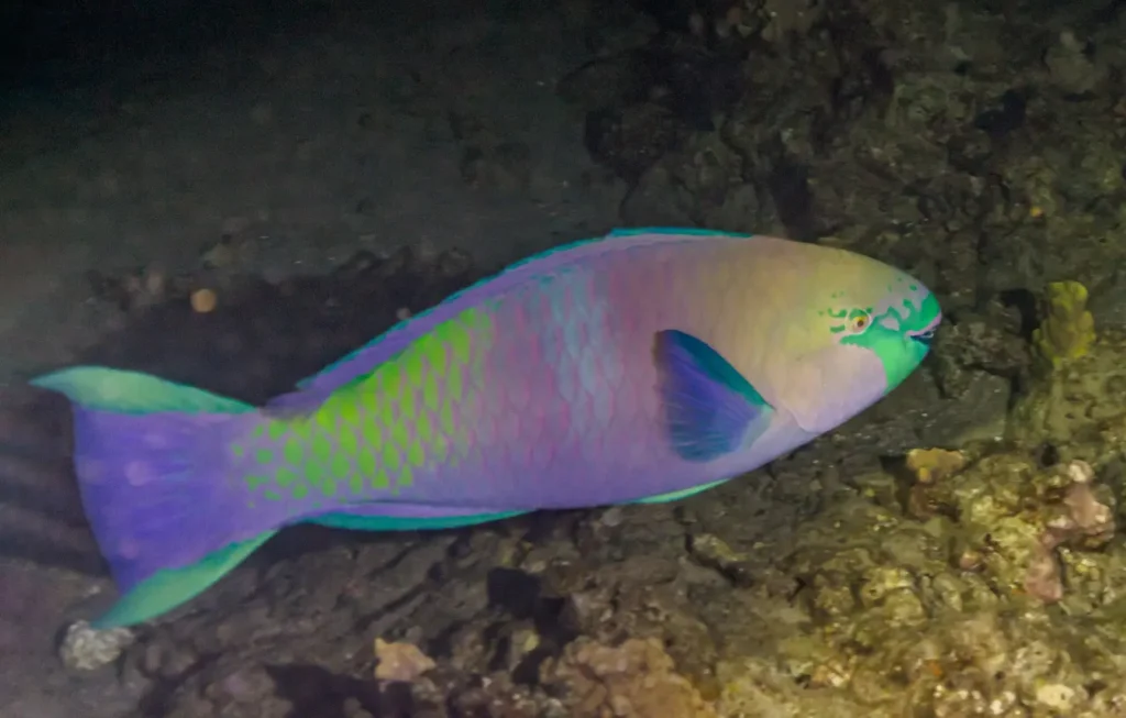 Regal Parrotfish 2