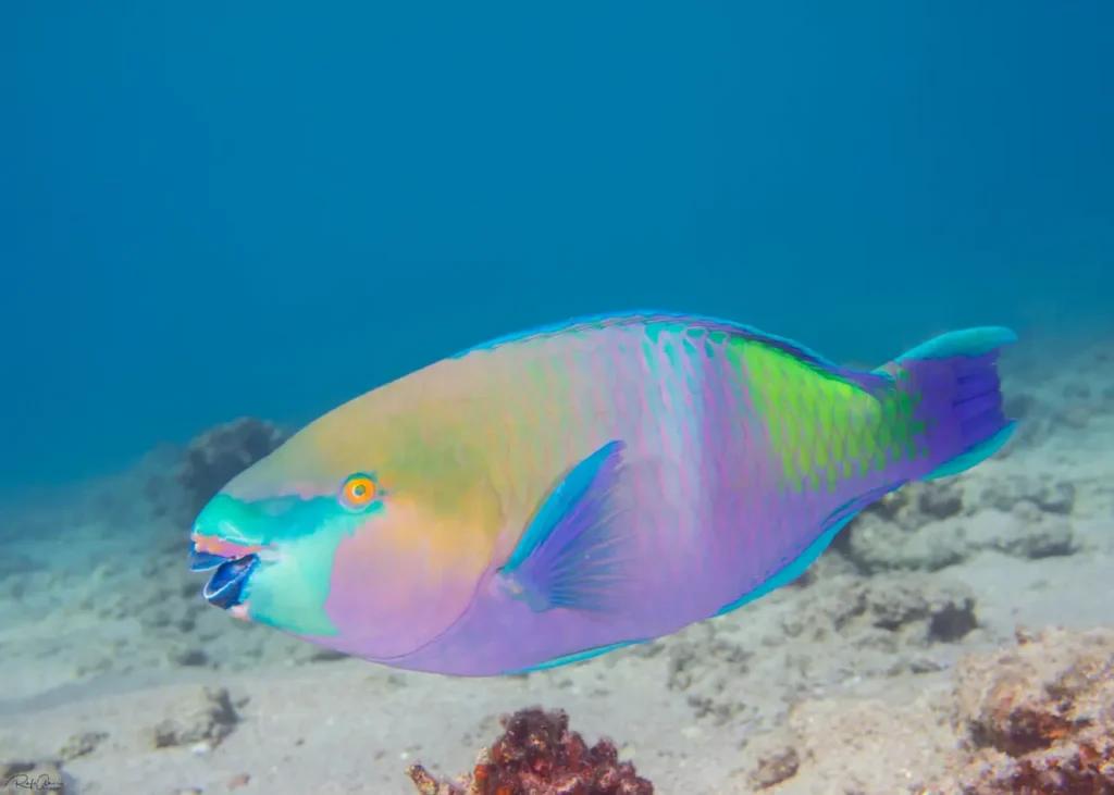 Regal Parrotfish 3
