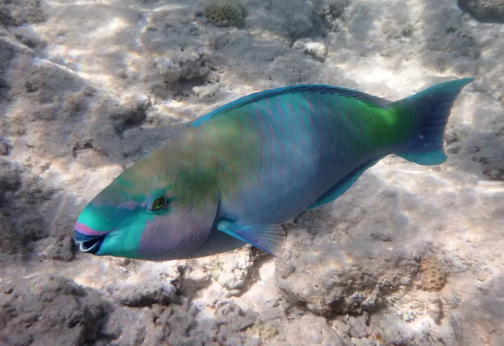 Regal Parrotfish 4