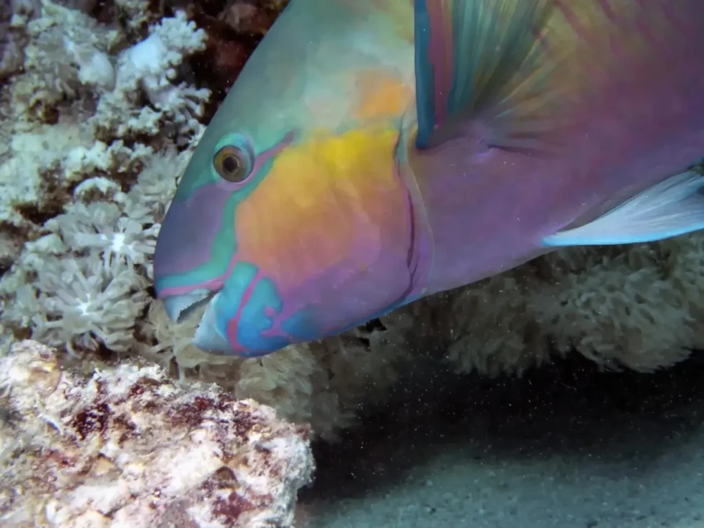 Regal Parrotfish 5