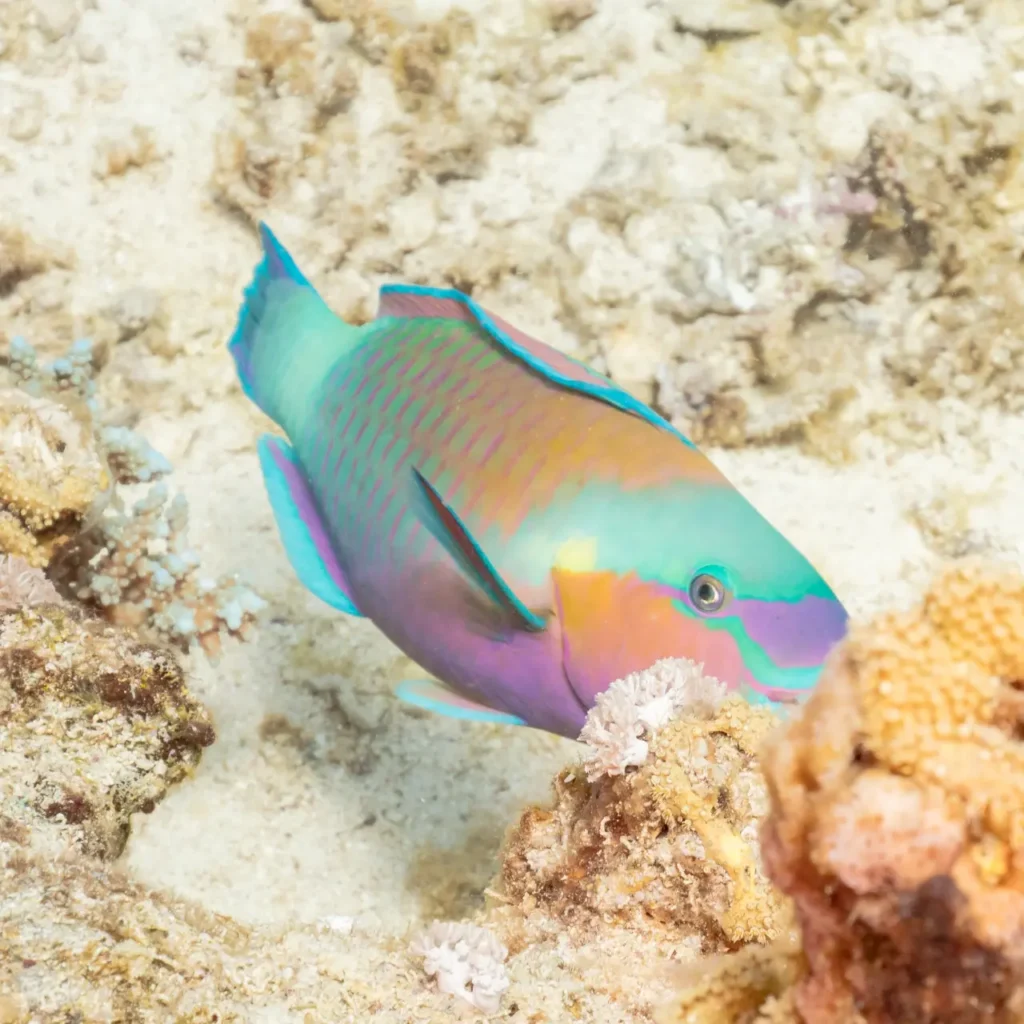 Regal Parrotfish 8