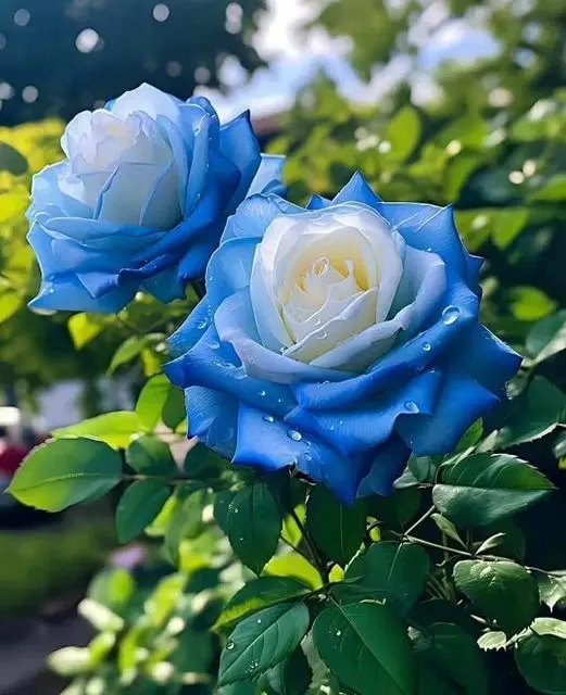 Rose-blue-white-1
