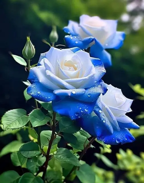 Rose-blue-white-2