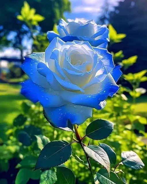 Rose-blue-white-3