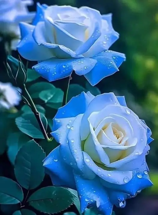 Rose-blue-white-4