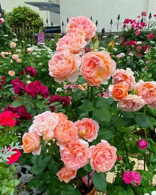 Rose-garden-2
