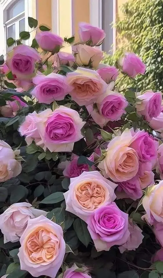 Rose-multicolor-3