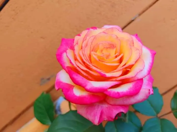 Rose-multicolor-6