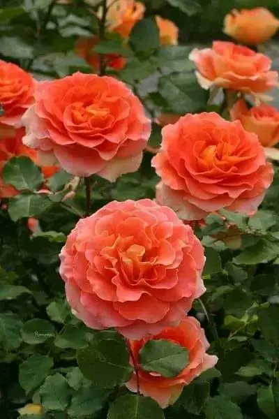 Rose-orange-1