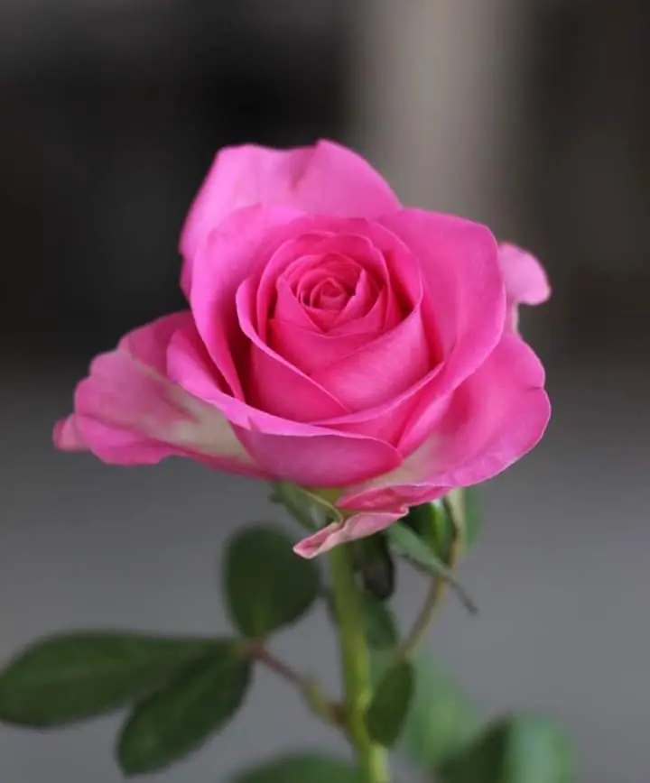 Rose-pink-1