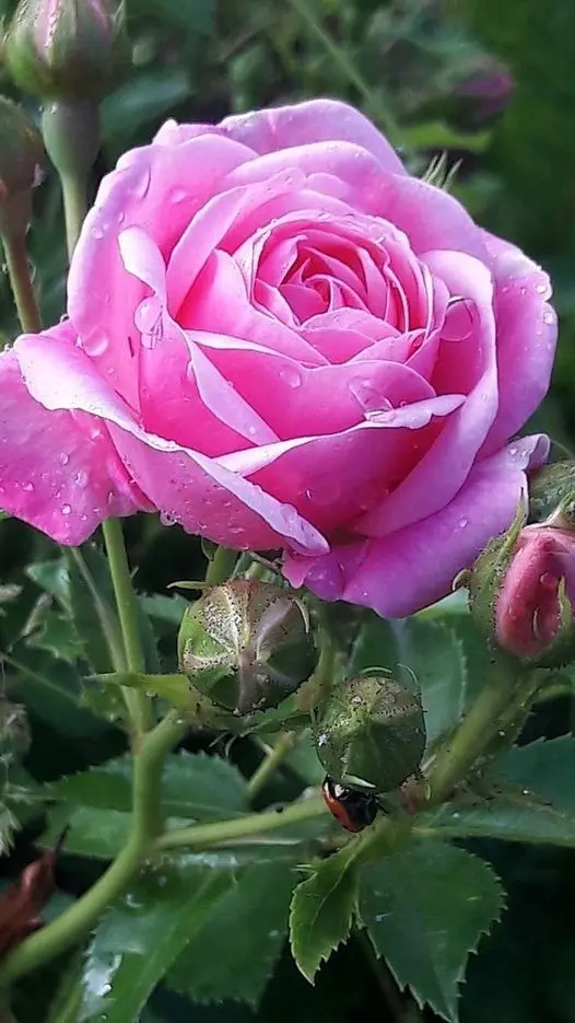 Rose-pink-3
