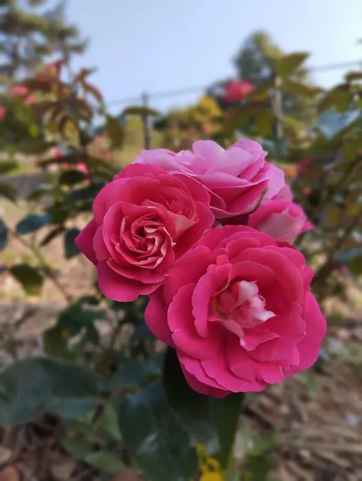Rose-pink-4