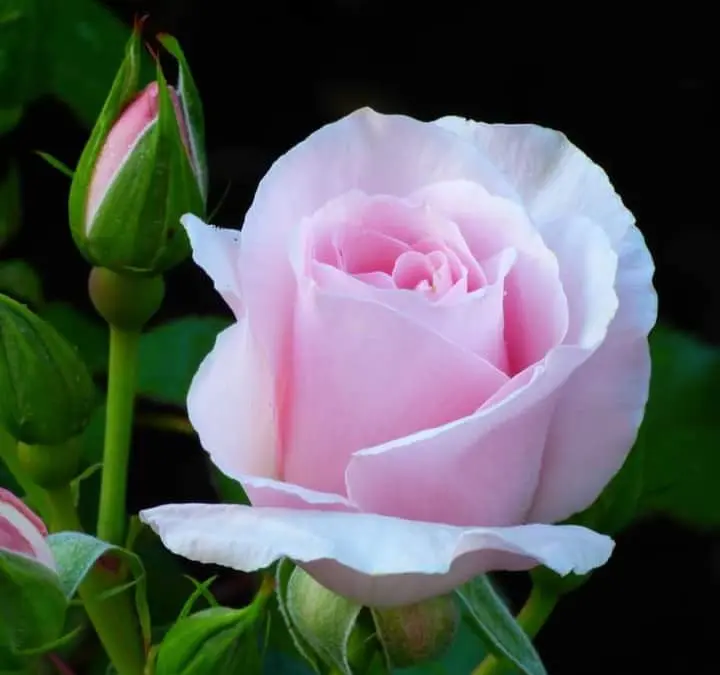 Rose-pink-5