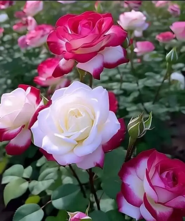 Rose-pink-white-1