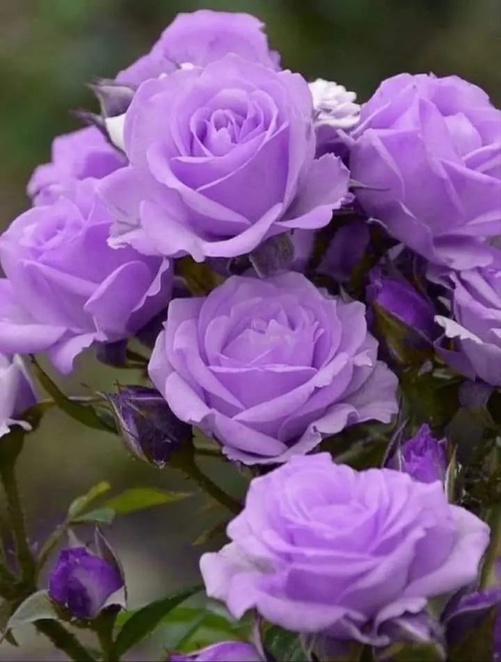 Rose-purple-1
