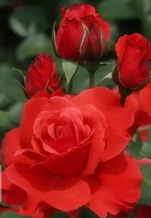 Rose-red-1