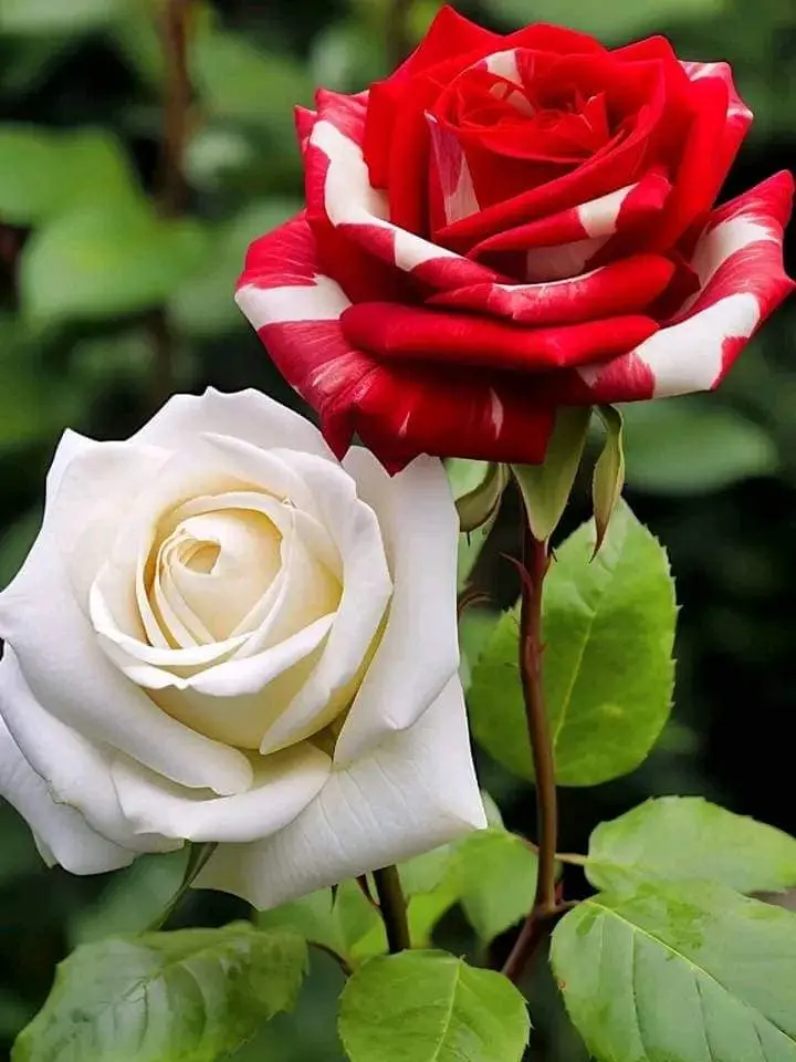 Rose-red-white-11