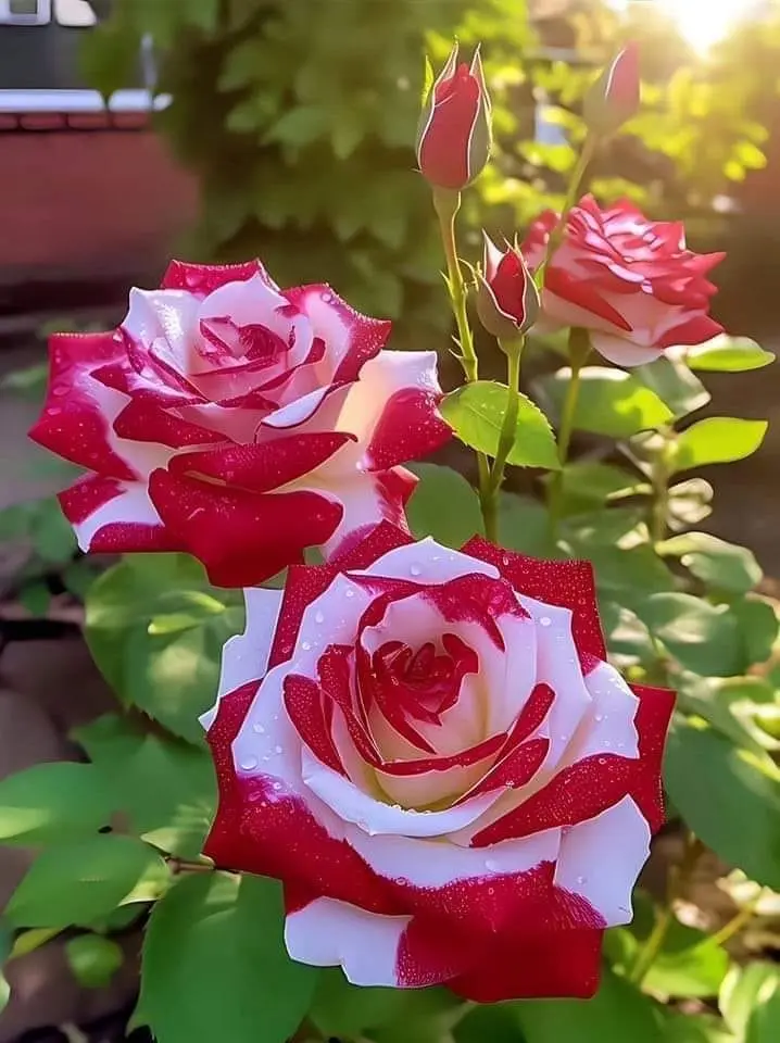 Rose-red-white-3