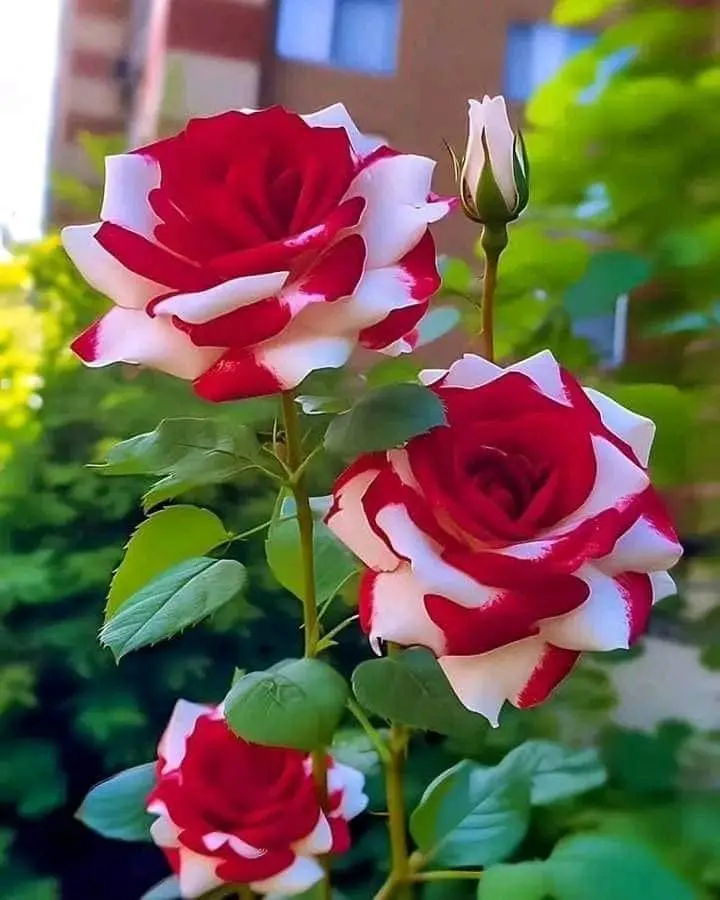 Rose-red-white-4