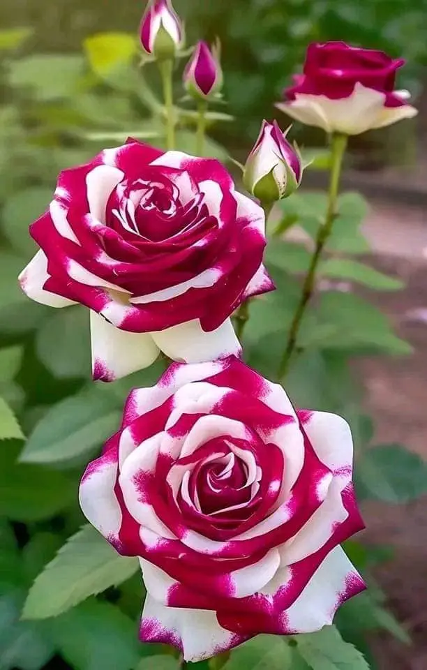 Rose-red-white-5