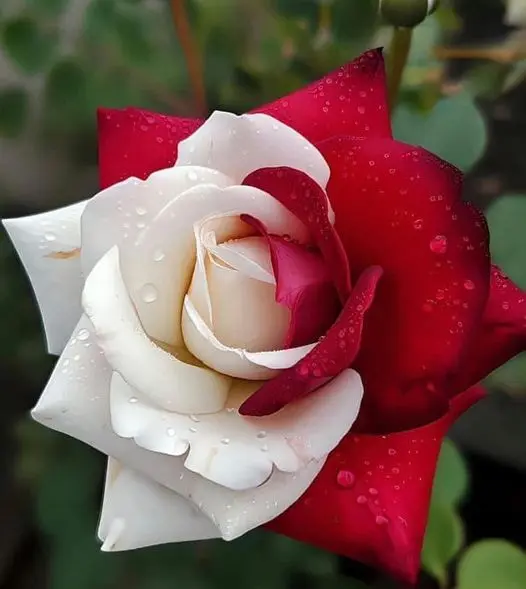Rose-red-white-6