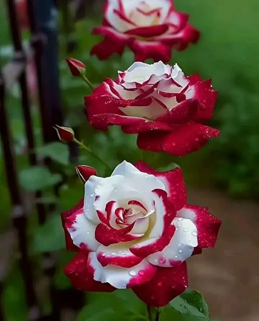 Rose-red-white-7