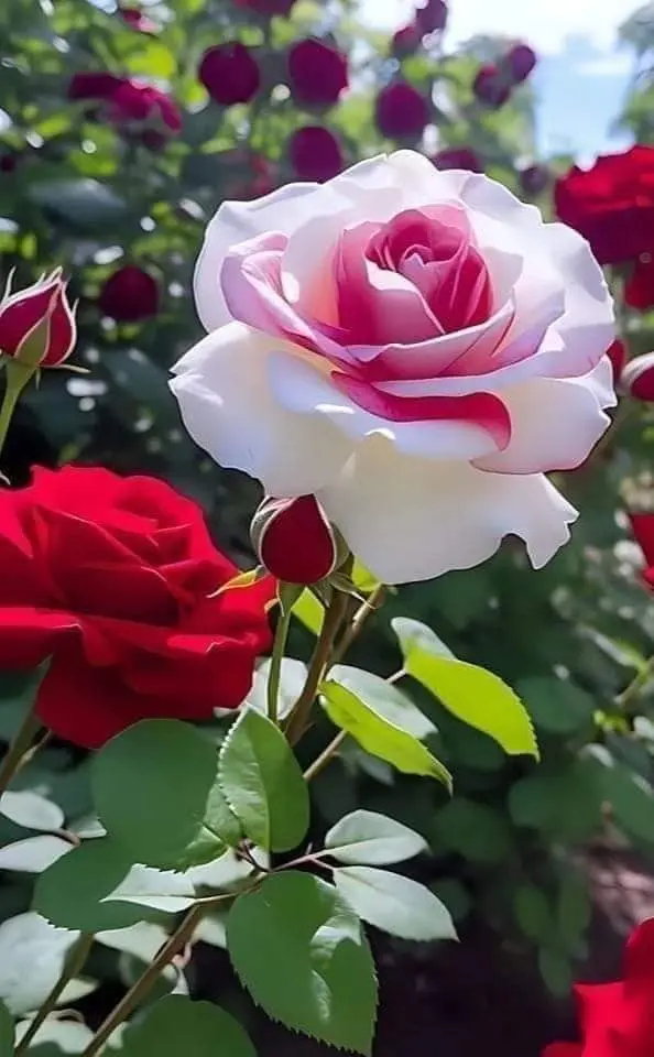 Rose-red-white-9