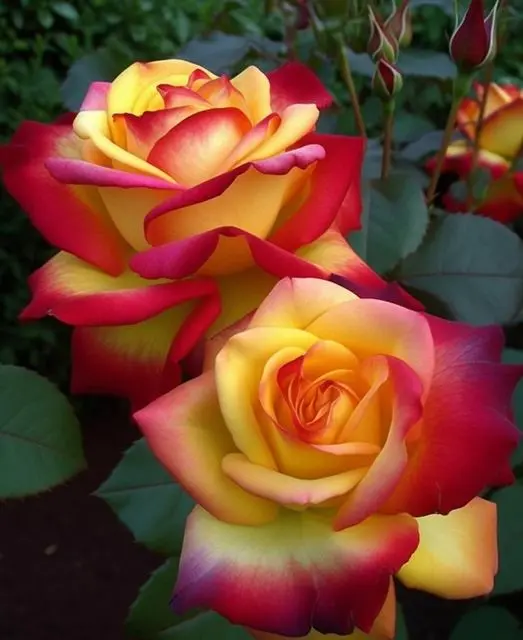 Rose-red-yellow-1