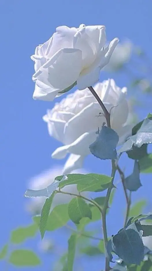 Rose-white-1
